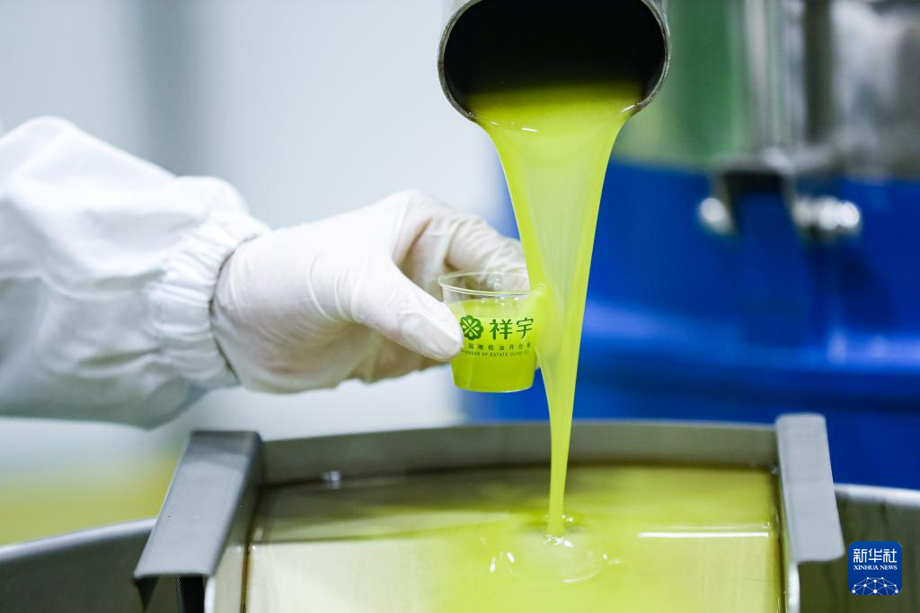 在陇南市武都区一家油橄榄加工企业,工作人员用小杯接取初榨橄榄油(10月31日摄)。新华社记者 郎兵兵 摄