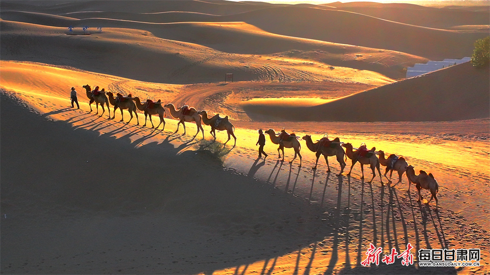 沙漠驼铃响　秋日好风光