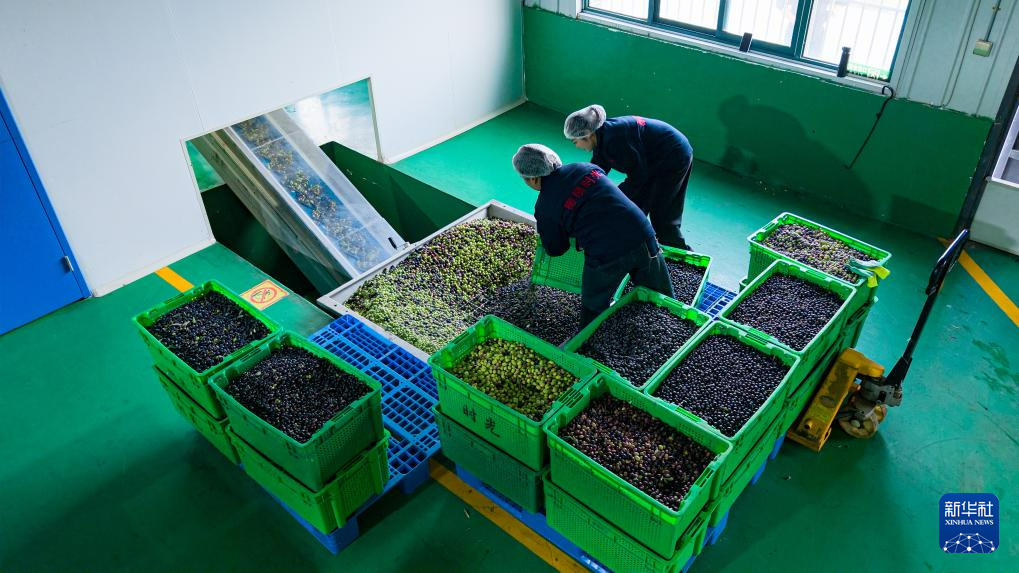 在陇南市武都区一家油橄榄加工企业,工人将油橄榄鲜果投入生产线(无人机照片 10月31日摄)。新华社记者 郎兵兵 摄