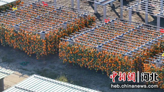 瓜蒌晾晒基地(无人机照片)。 李萌 摄