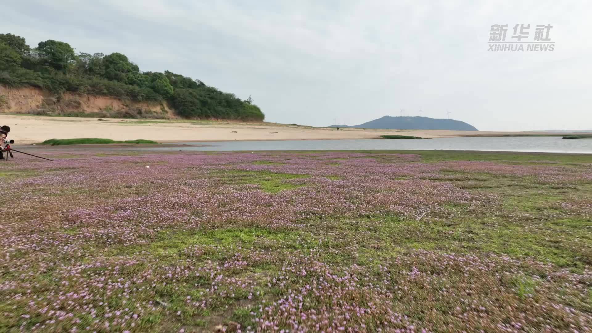 江西鄱阳湖：又现蓼子花海美景