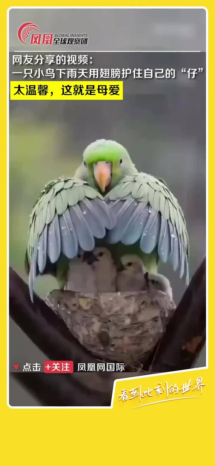 太温馨了下雨天鸟妈妈张开翅膀为自己的幼崽遮雨母爱萌宠