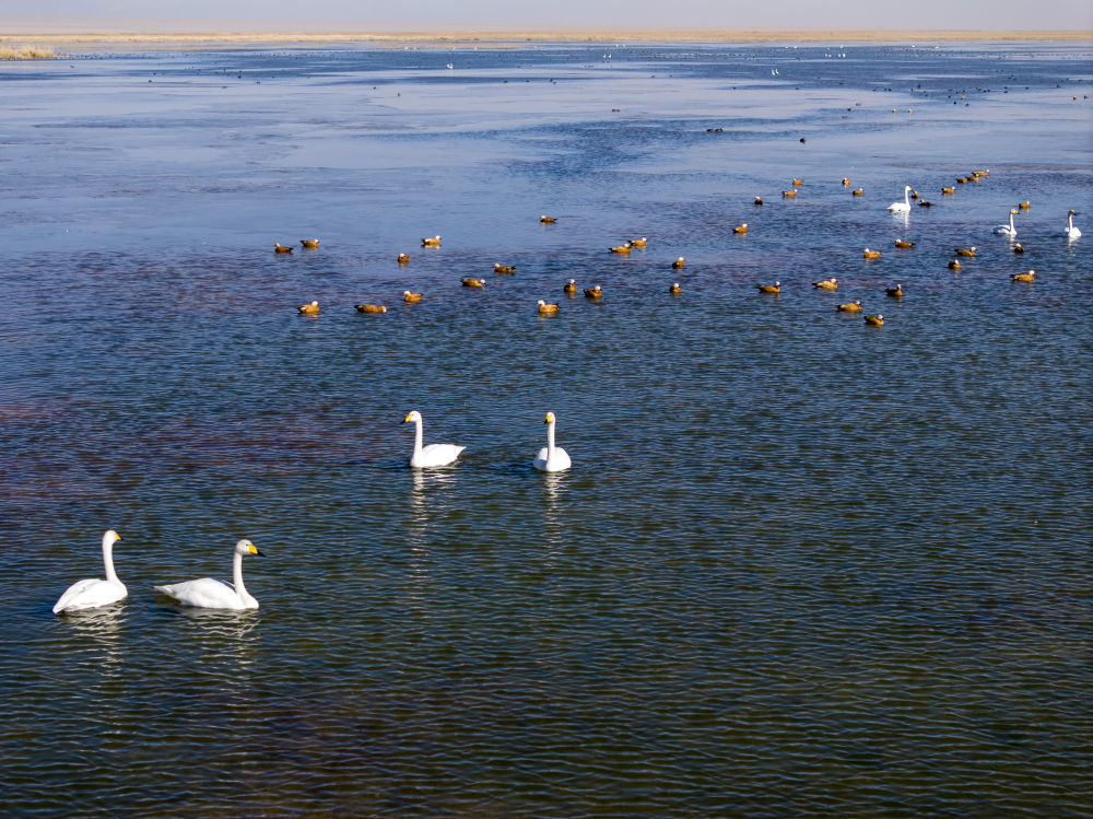 11月2日,在甘肃阿克塞哈萨克族自治县阿伊纳乡境内拍摄的大苏干湖秋色斑斓,湖面上红嘴潜鸭、白天鹅等迁徙鸟类觅食游荡(无人机照片)。