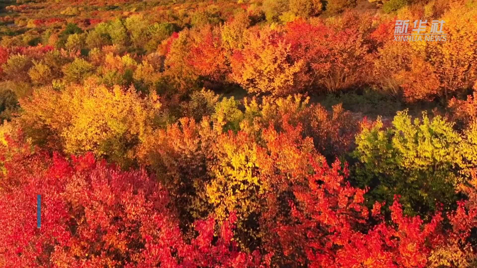 宁夏隆德：层林尽染美如画