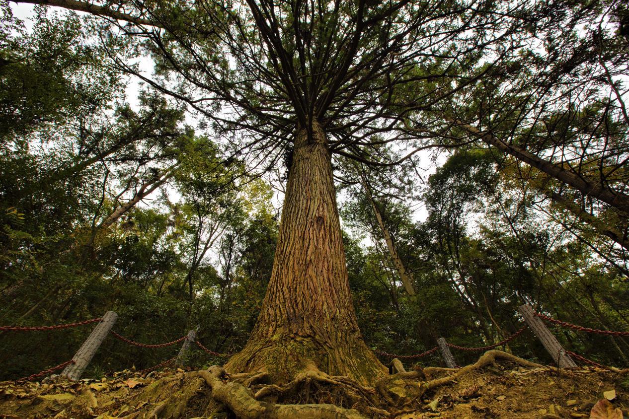▲小溪国家级自然保护区杉树王