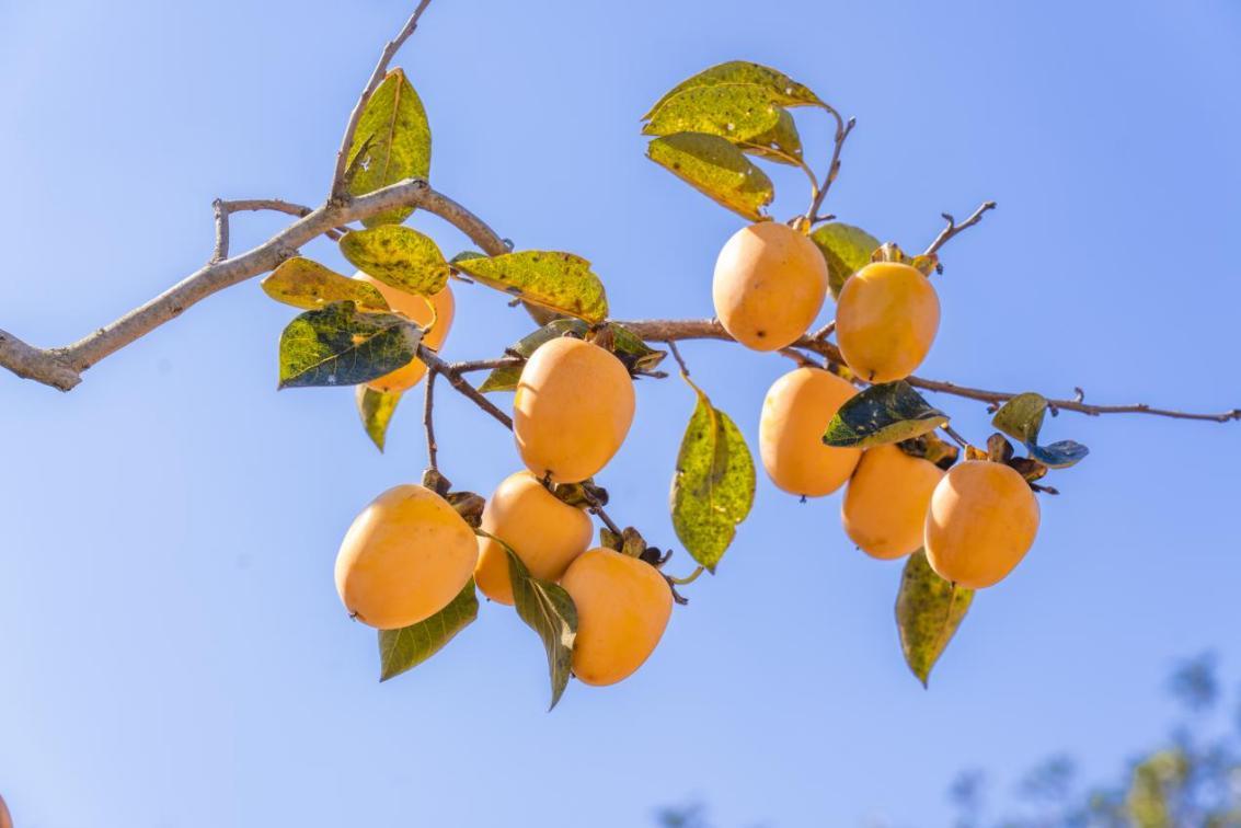 河山镇木沟兰村，一颗颗金黄的柿子挂满枝头。武爱民 摄