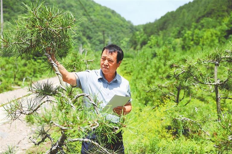 小陇山林业保护中心李子园林场工作人员在苗木培育基地查看苗木长势情况（资料图）