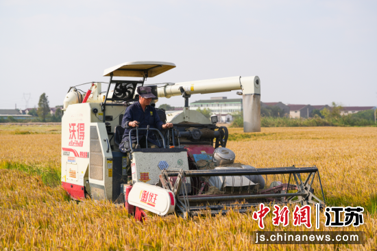 收割机开足马力、来回穿梭。玉祁街道办事处供图