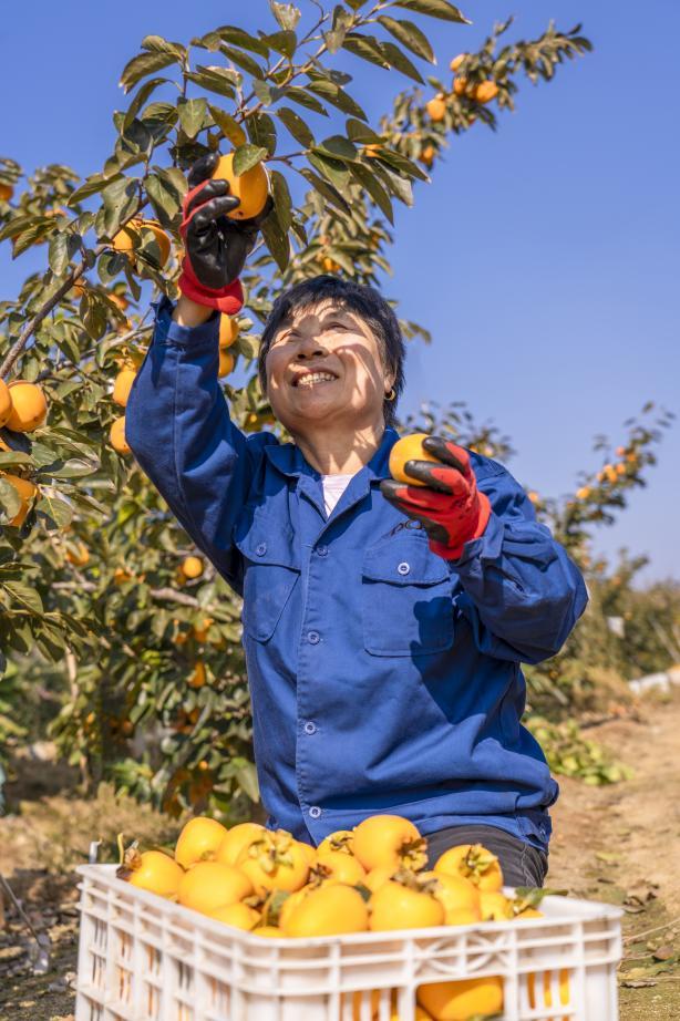 东港区大二岭村的柿子园内，果农正在采摘柿子。武爱民 摄