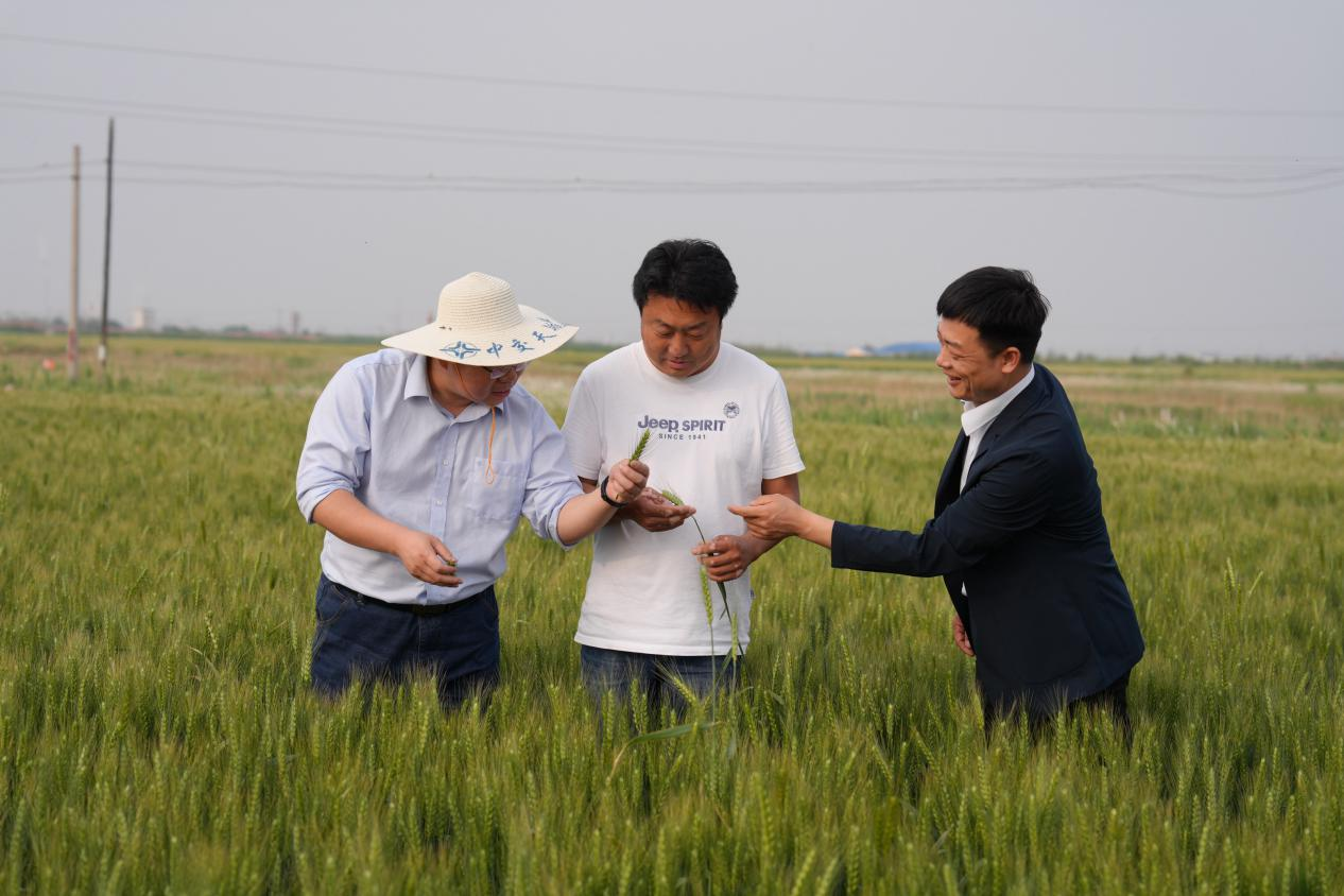 在沧州渤海新区黄骅市，工行河北省分行工作人员深入田间了解旱碱麦种植情况，为旱碱麦种植农户量身设计普惠贷款方案（拍摄：宫轩）