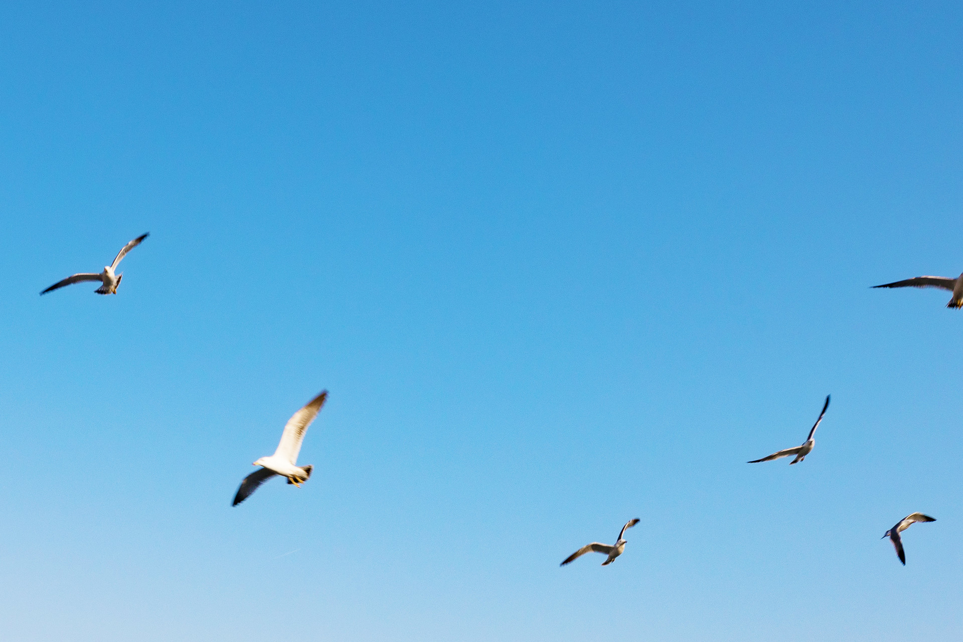 漫步青岛湿地 开启一场奇妙的“湿地观鸟”之旅