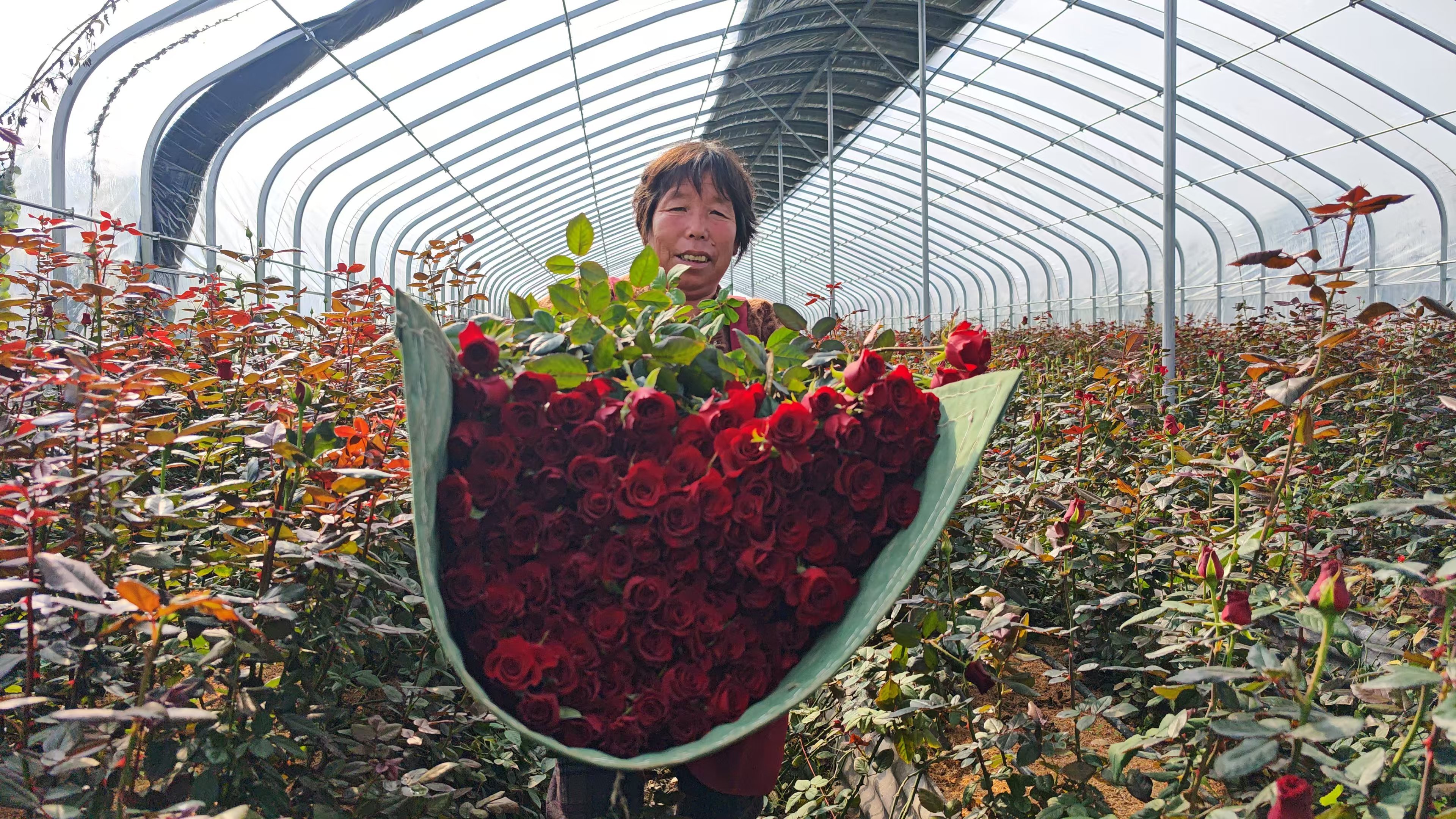 丰县孙楼街道：鲜花簇起鲜产业，玫瑰香飘花正红