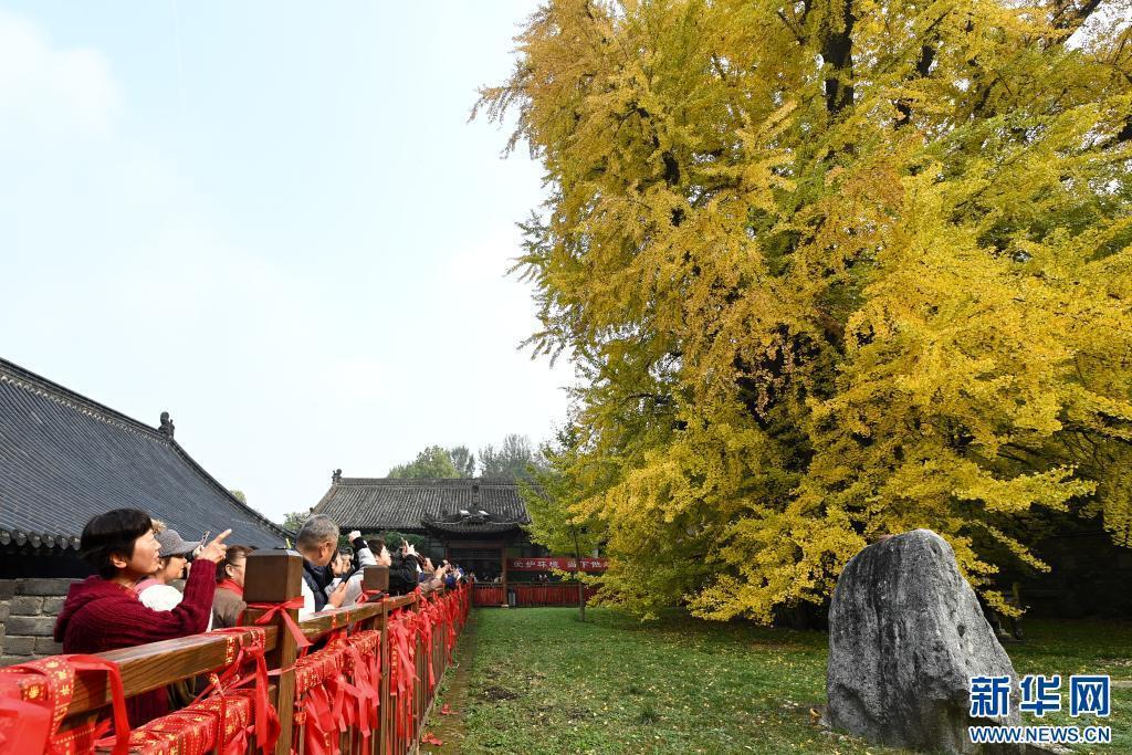 11月6日，游客在西安市长安区古观音禅寺内观赏千年银杏树。