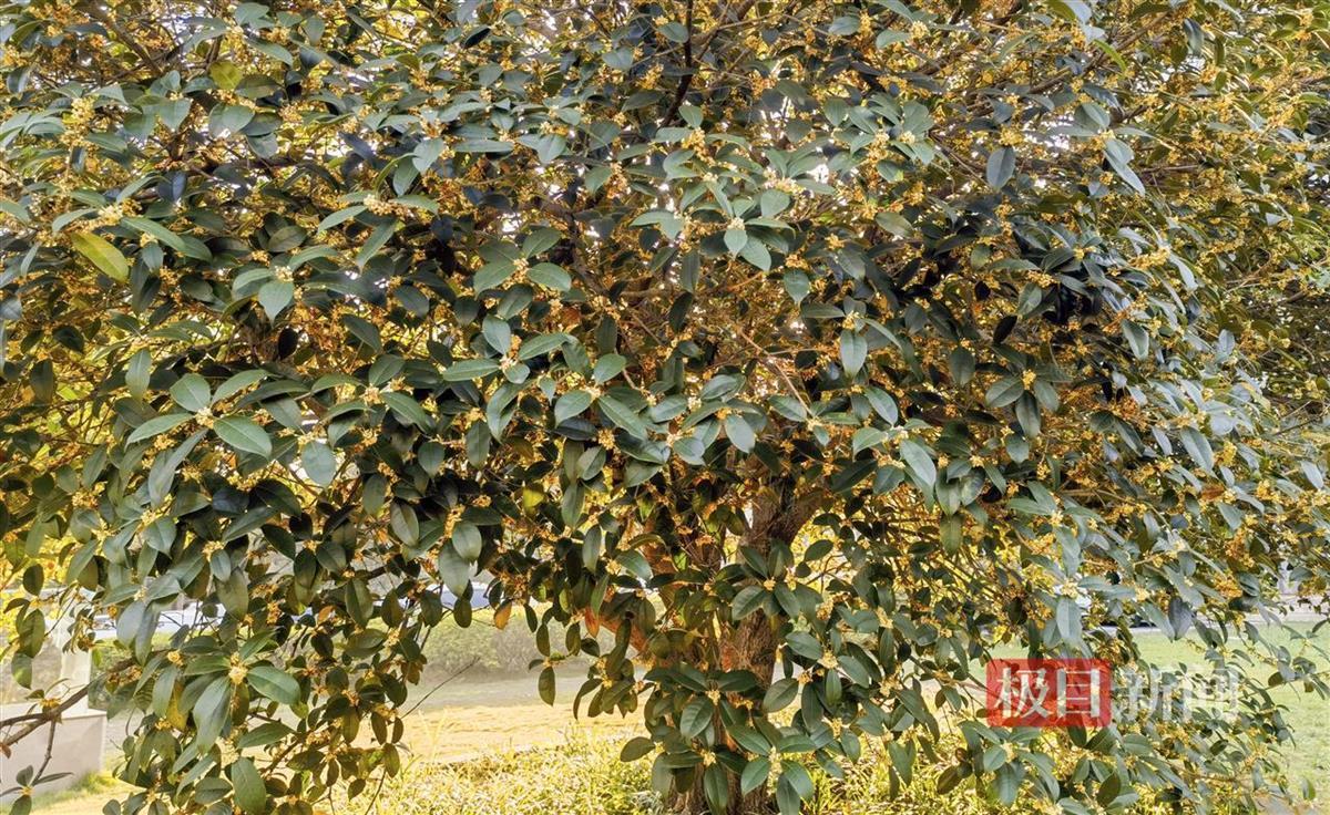 武汉工程大学，桂花仍在绽放