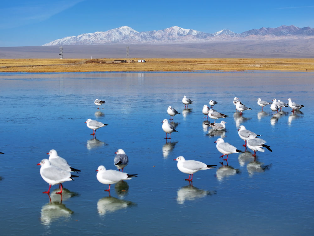 11月2日,在甘肃阿克塞哈萨克族自治县阿伊纳乡境内拍摄的小苏干湖秋色斑斓、美景如画,一群鸥鸟在冰面上歇息活动(无人机照片)。