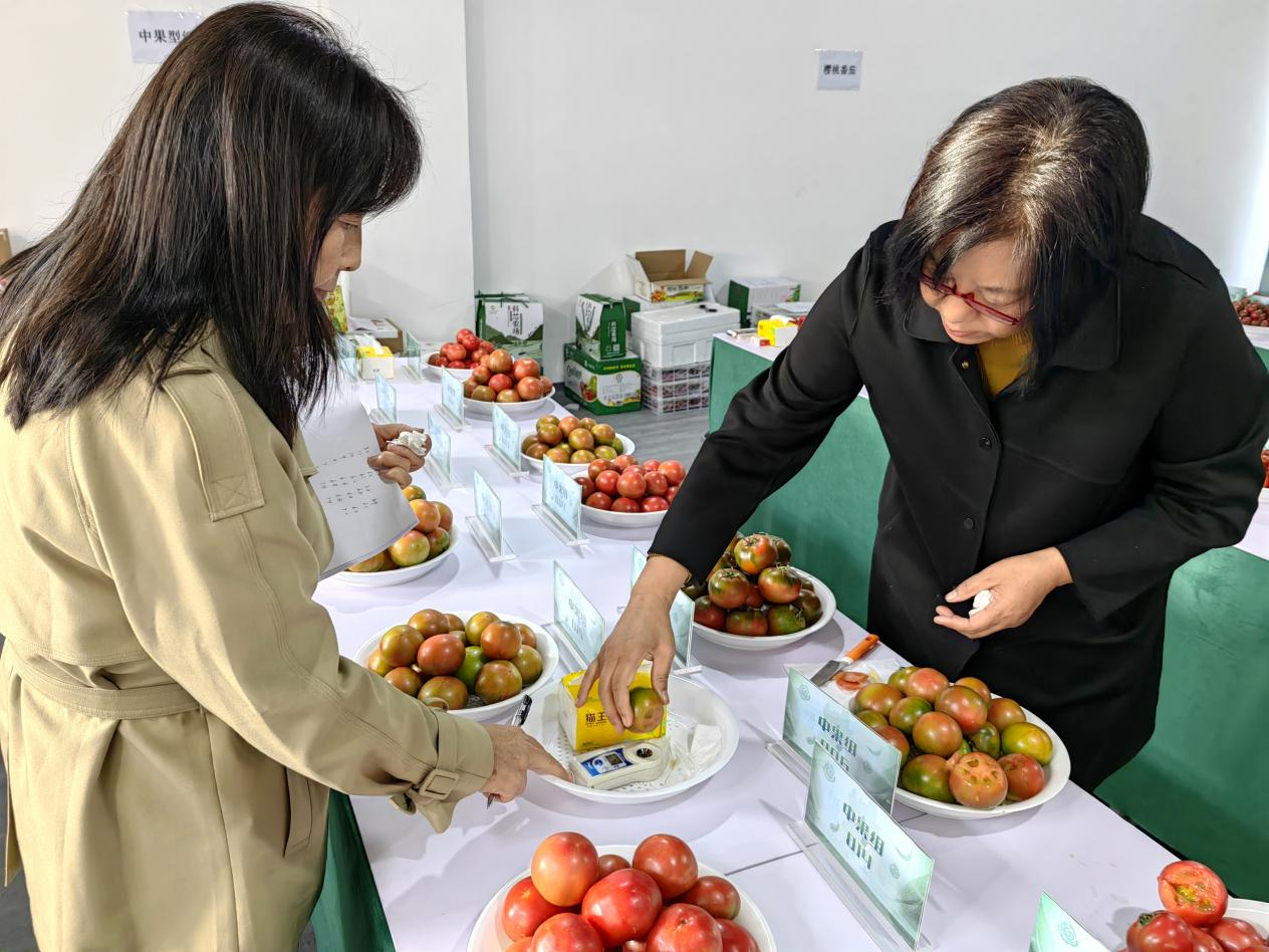 评委们对番茄进行糖分检测。王天祥 摄