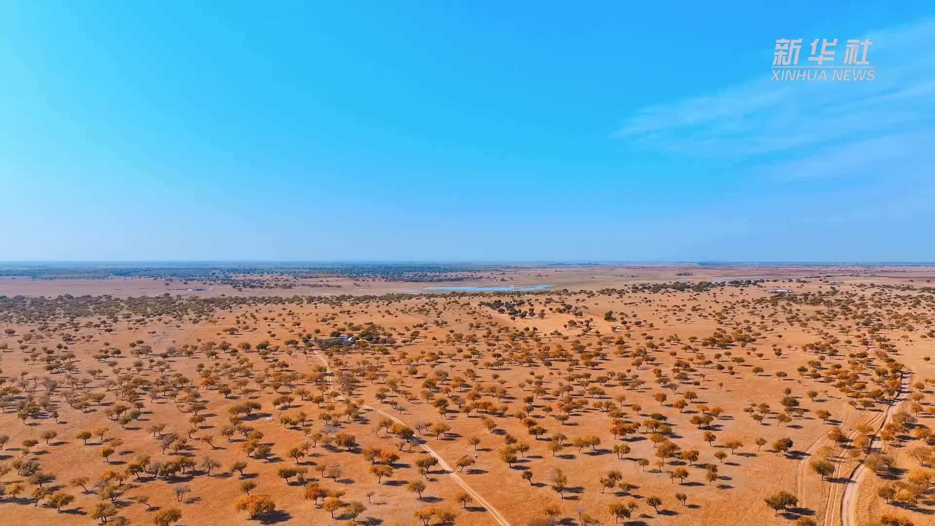 瞰中国｜秋日珠日河疏林草原