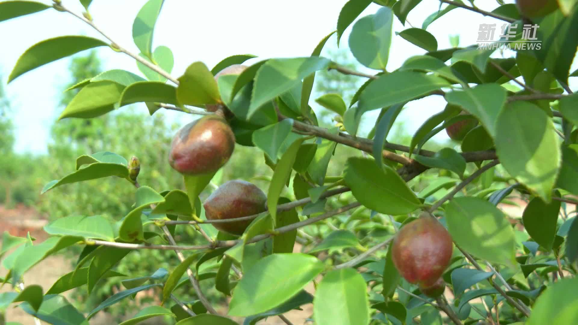 江西乐平：油茶迎丰收 农户乐开怀