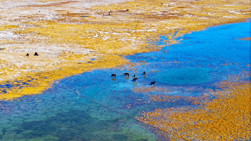 11月2日,在甘肃阿克塞哈萨克族自治县阿伊纳乡境内拍摄的小苏干湖秋色斑斓、美景如画,马群在草原湿地间觅食(无人机照片)。