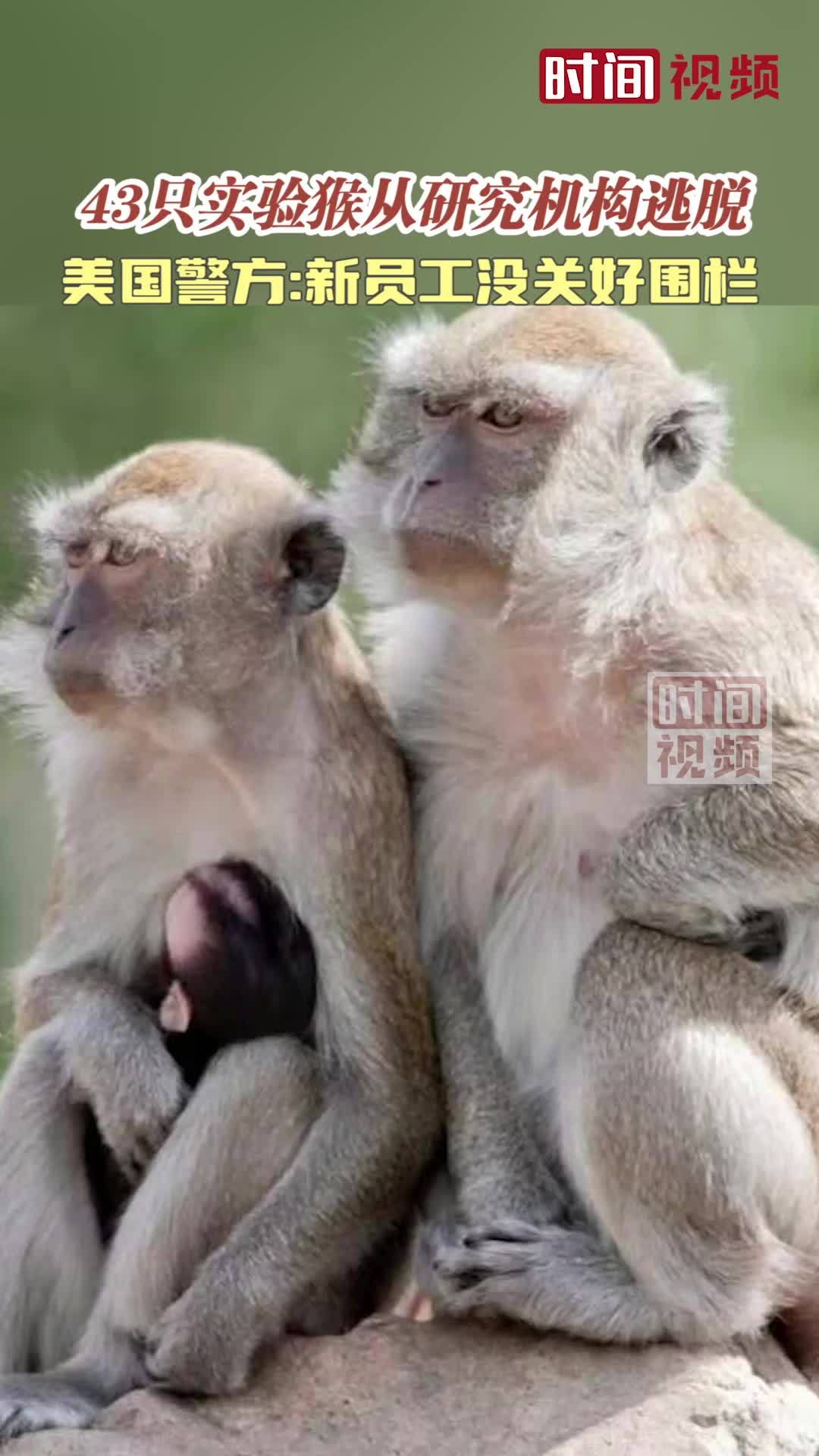 美国43只实验猴从研究机构逃脱警方新员工没关好围栏