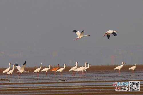 首批抵达鄱阳湖保护区的白鹤 王小龙摄