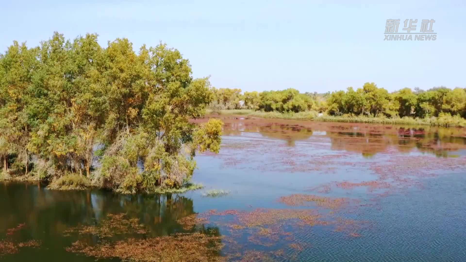 新疆轮台：水上花海映胡杨