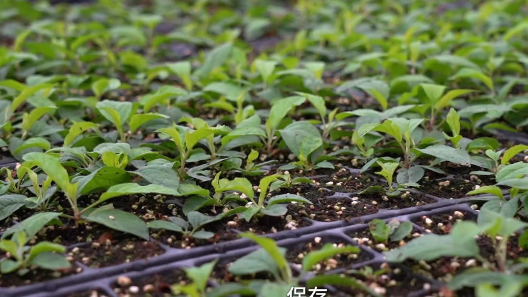 苹果好不好？得看“妈妈们”的种质资源是否优秀