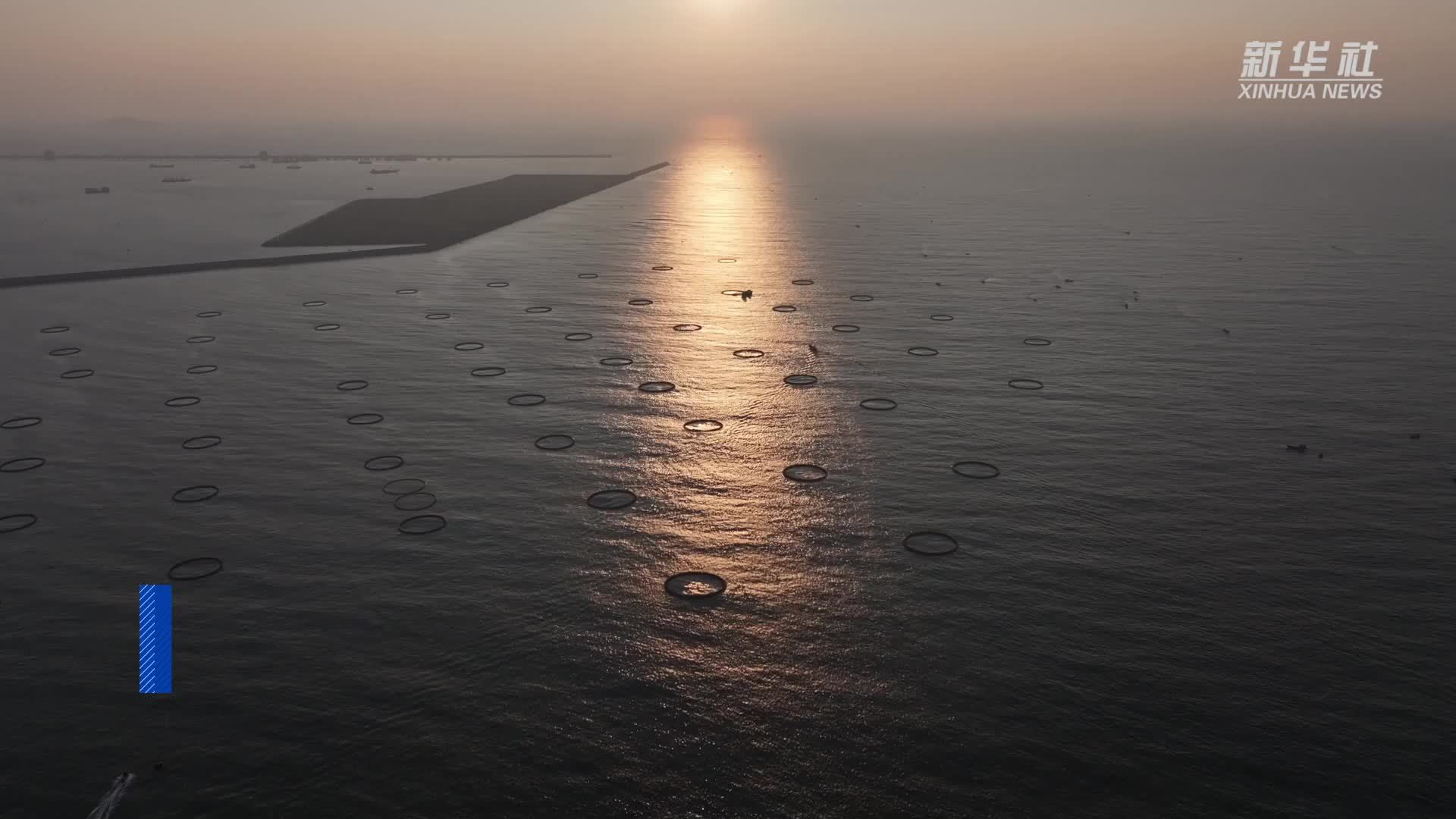 广东茂名：“海洋牧场”丰收正当时