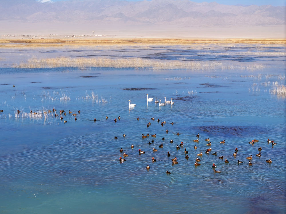 11月2日,在甘肃阿克塞哈萨克族自治县阿伊纳乡境内拍摄的大苏干湖秋色斑斓,湖面上红嘴潜鸭、白天鹅等迁徙鸟类觅食游荡(无人机照片)。