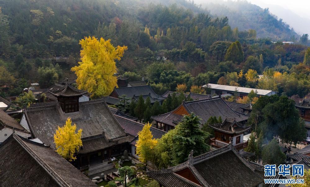 11月6日在西安市长安区古观音禅寺内拍摄的千年银杏树（无人机照片）。