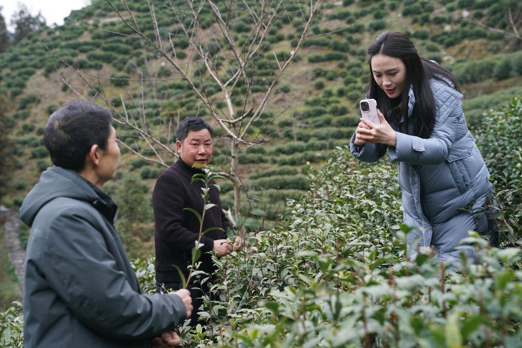 林红梅(右一)在安康市紫阳县城关镇一处茶山上拍摄记录茶园春管情况 新华社记者 邵瑞 摄