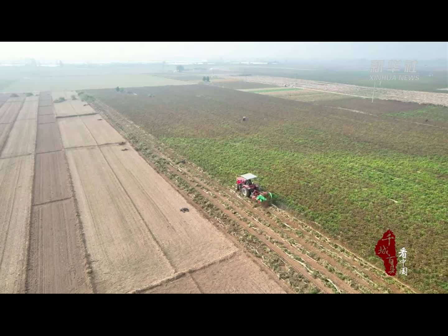 千城百县看中国｜河北巨鹿：高油酸花生结出“致富果”