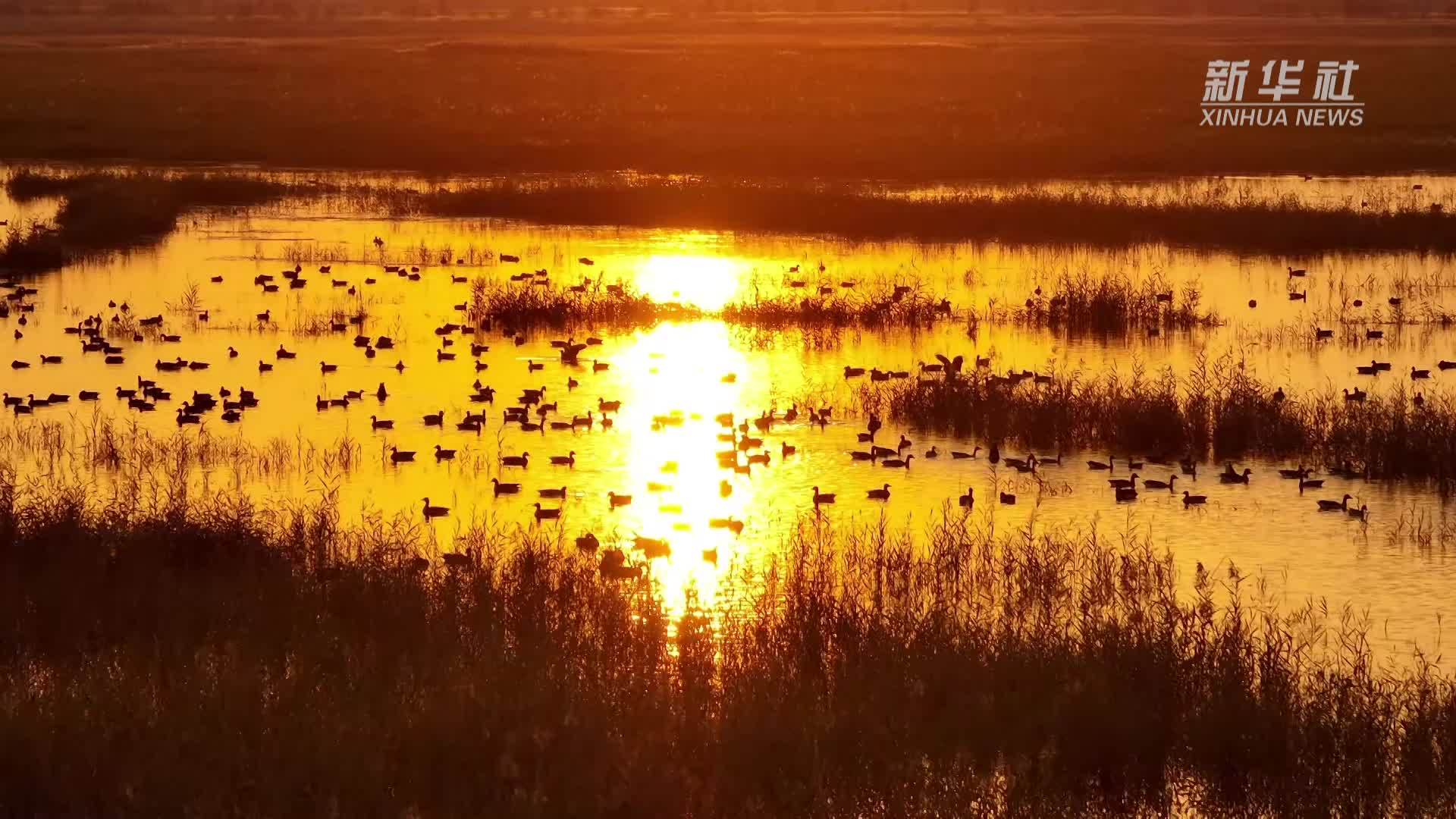 新疆玛纳斯：和谐生态美 晚霞映湿地