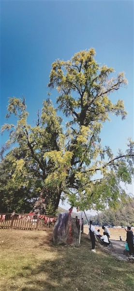 湾里太平村千年银杏树