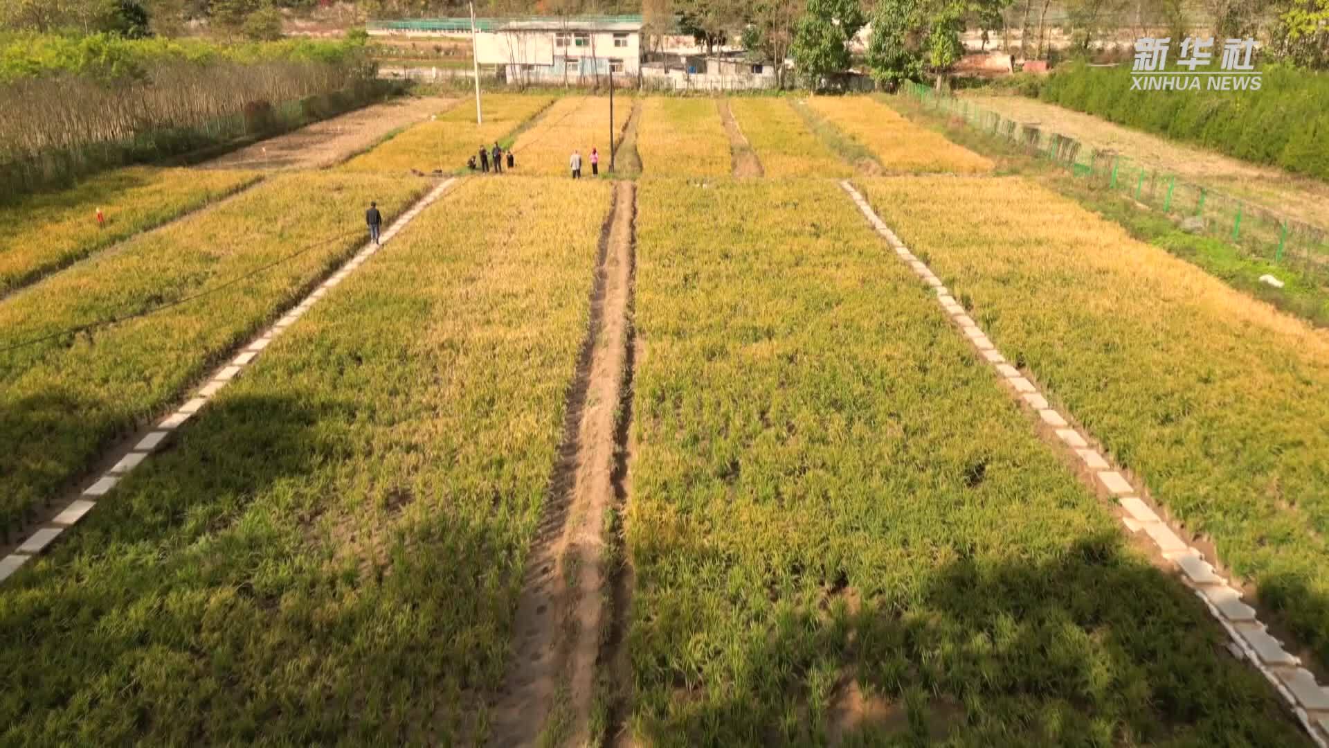 秦岭小山村：稻谷飘香秋收忙