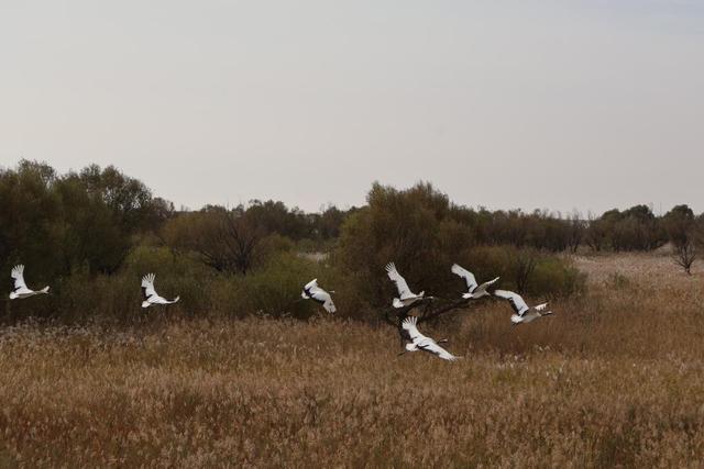 这是10月21日在山东黄河三角洲国家级自然保护区拍摄的丹顶鹤。新华社记者 周昊瑾 摄
