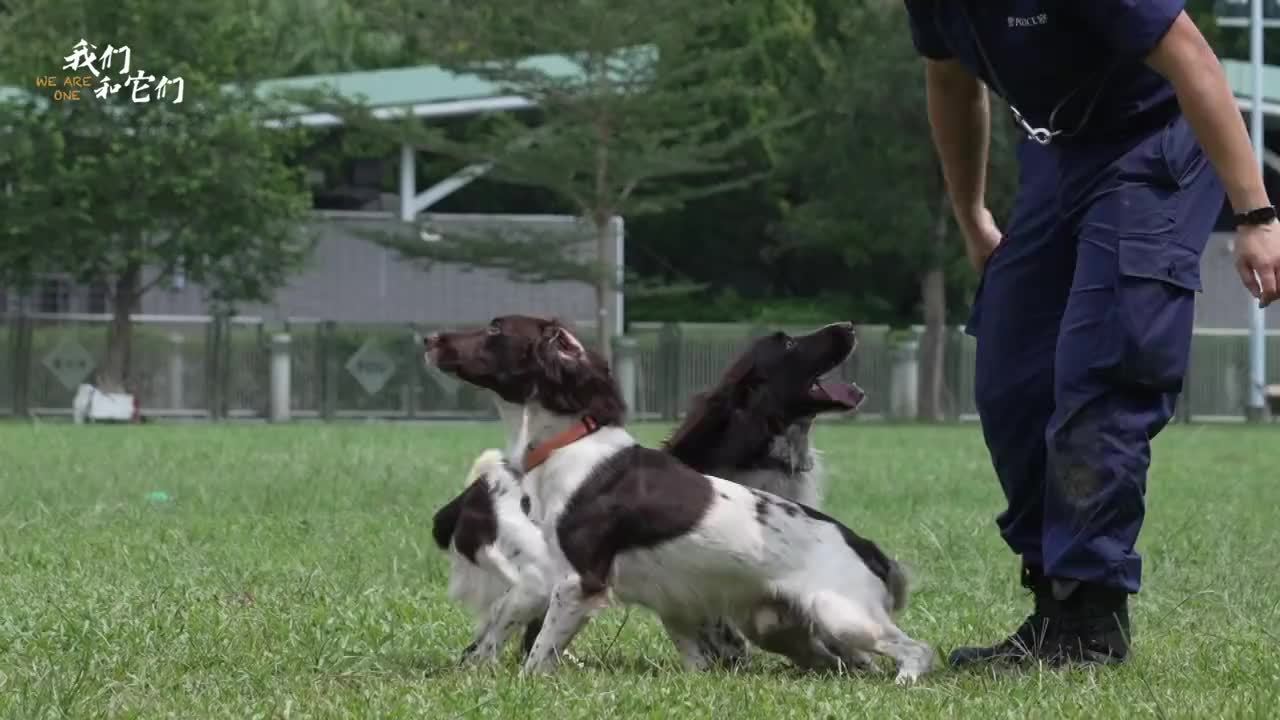 香港超强气味鉴别警犬的基因有多强，生了7个孩子全部入编