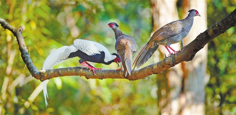 武宁：“林中仙子”白鹇嬉戏觅食（图）