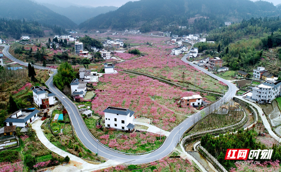 昔日“打鸟坳”如今变成了网红民宿村。