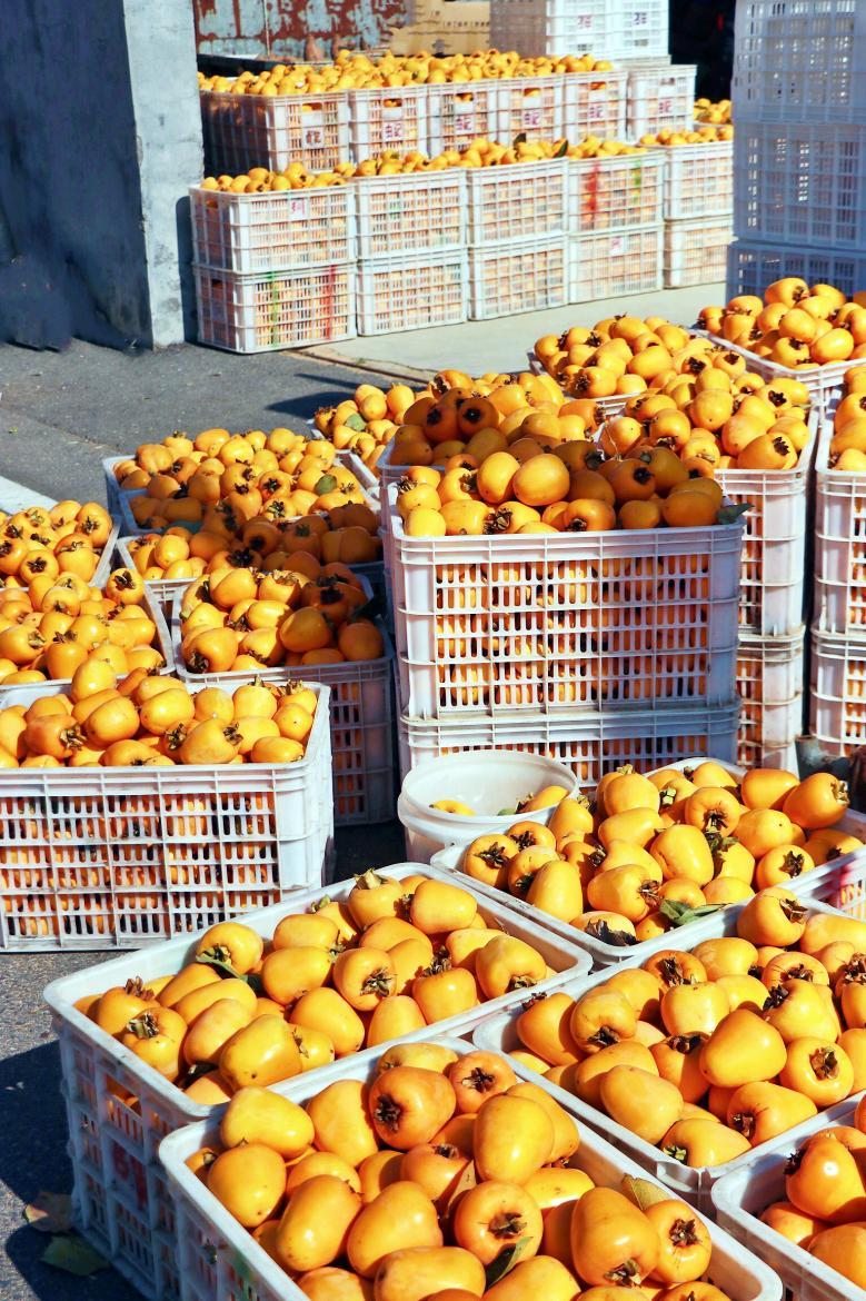 东港区大二岭村，黄澄澄的柿子正在等待运输。田文娟 摄