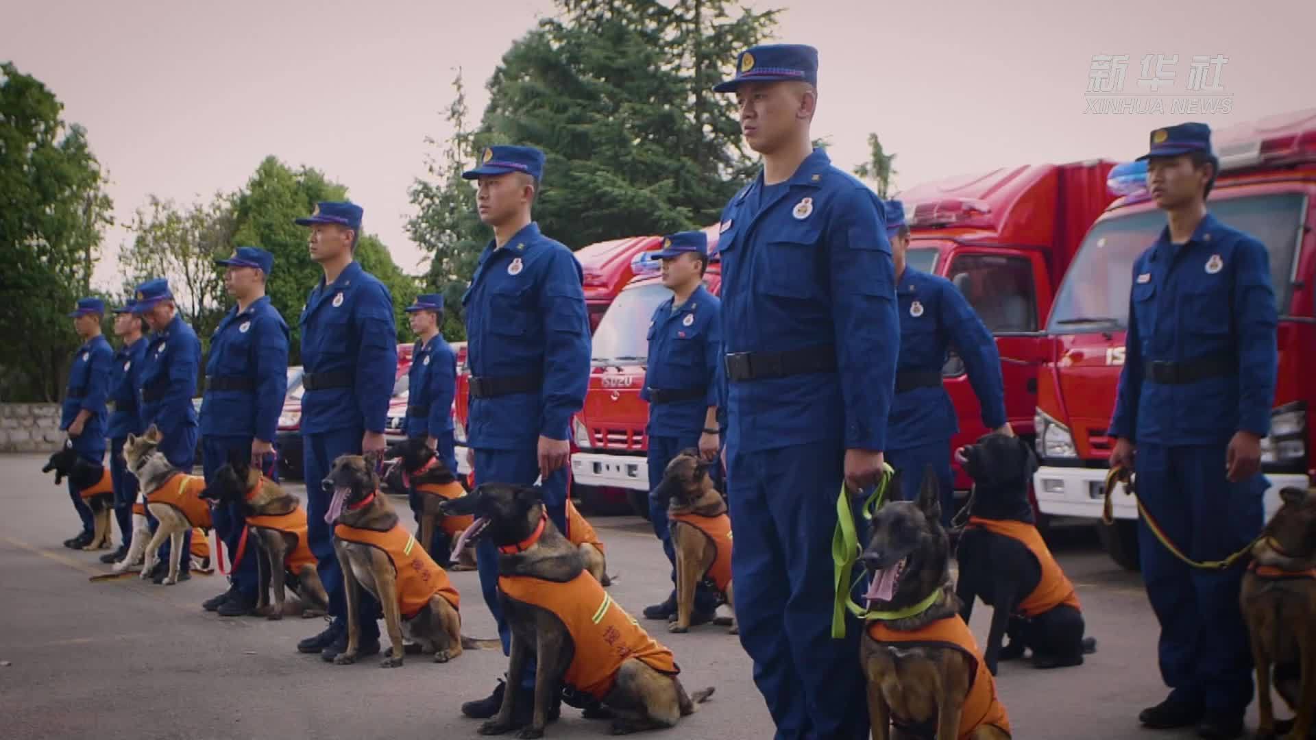 一只搜救犬的成长之路