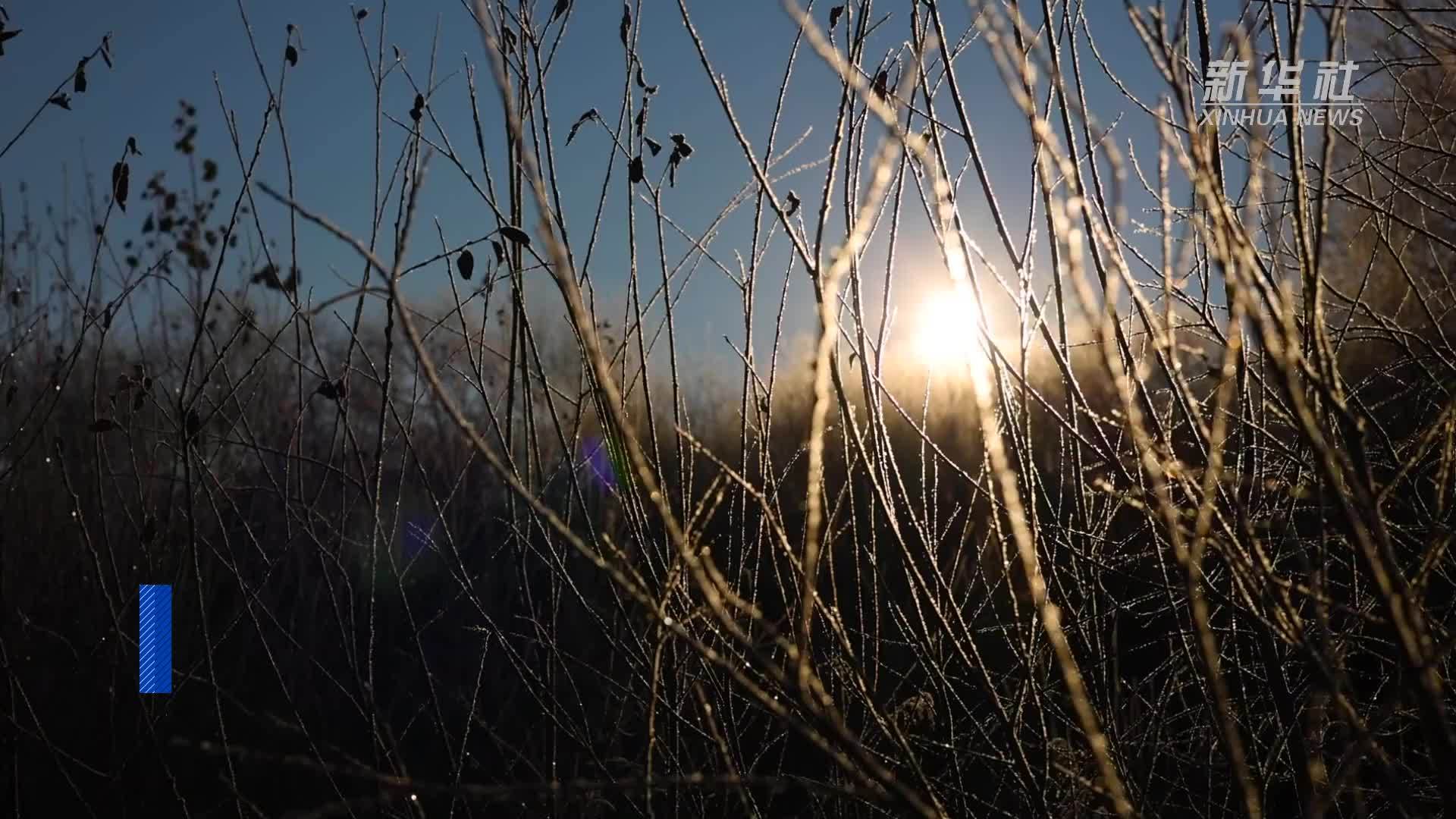 黑龙江黑河：雾凇迎立冬