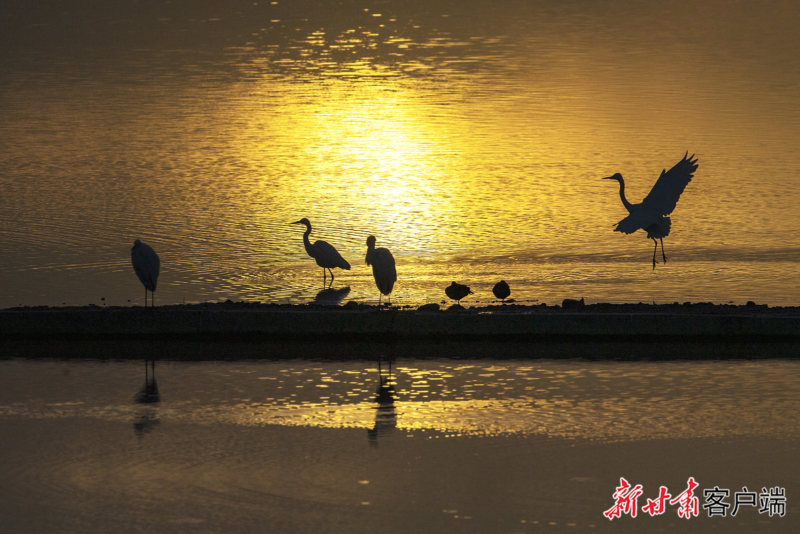 阿克塞：夕阳西下白鹭翩翩起舞　“水上芭蕾”美成了诗