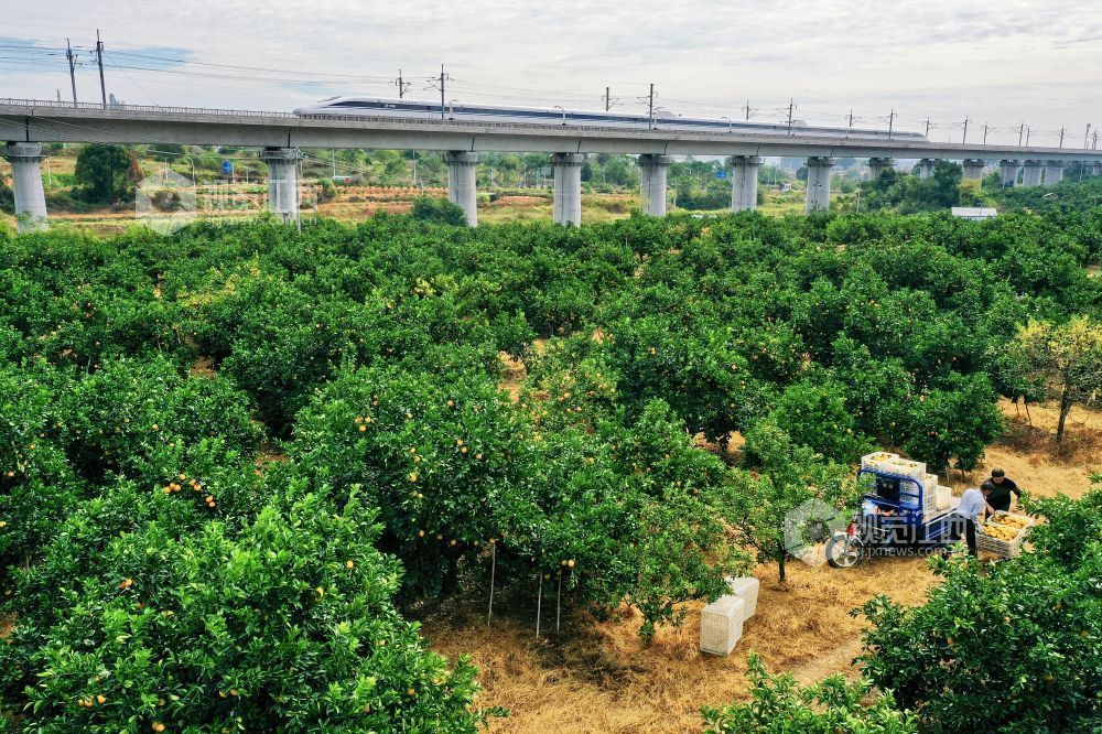 赣南脐橙开园采摘（图）