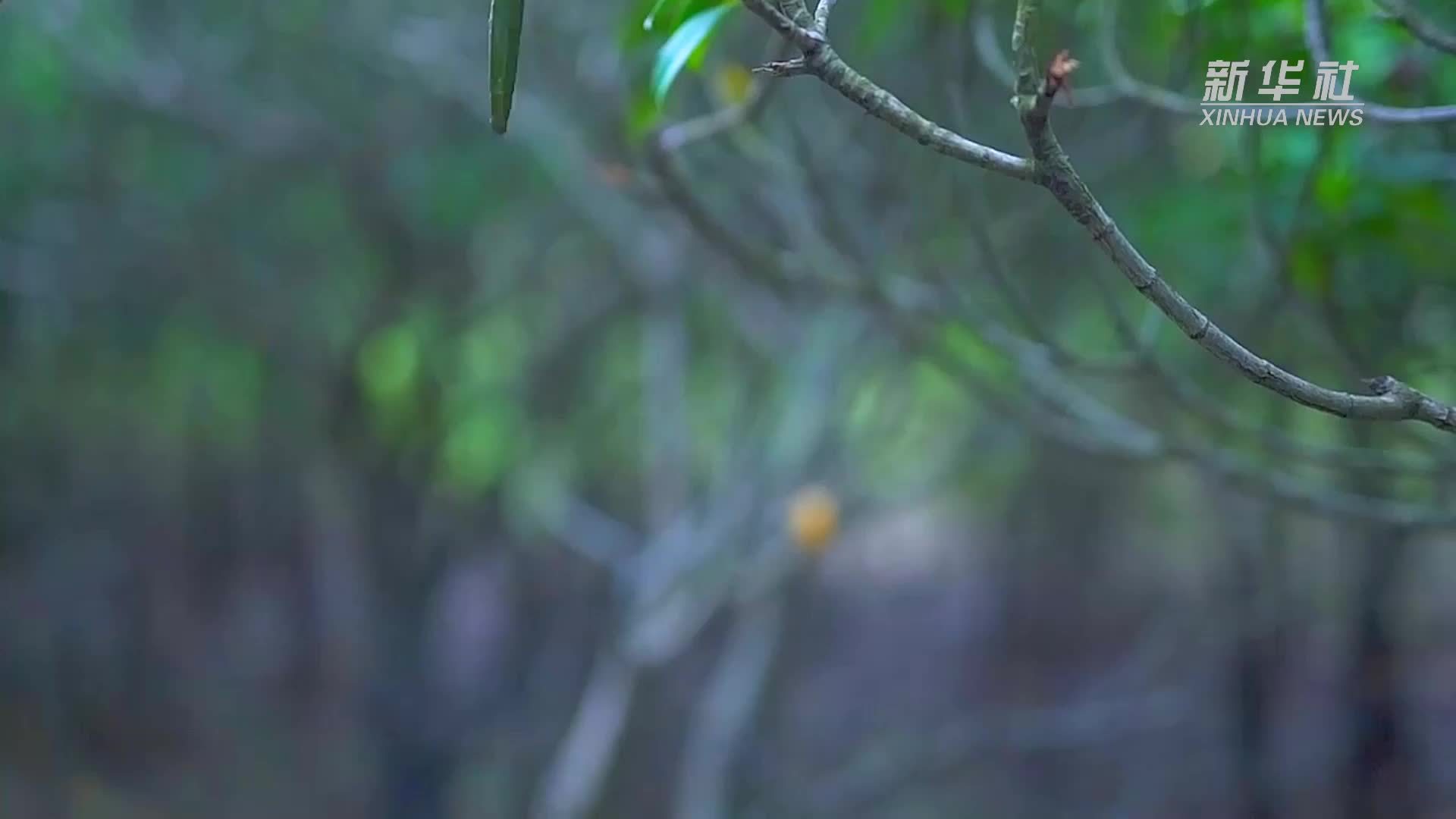 国际红树林中心成立协定签署仪式在深圳举行