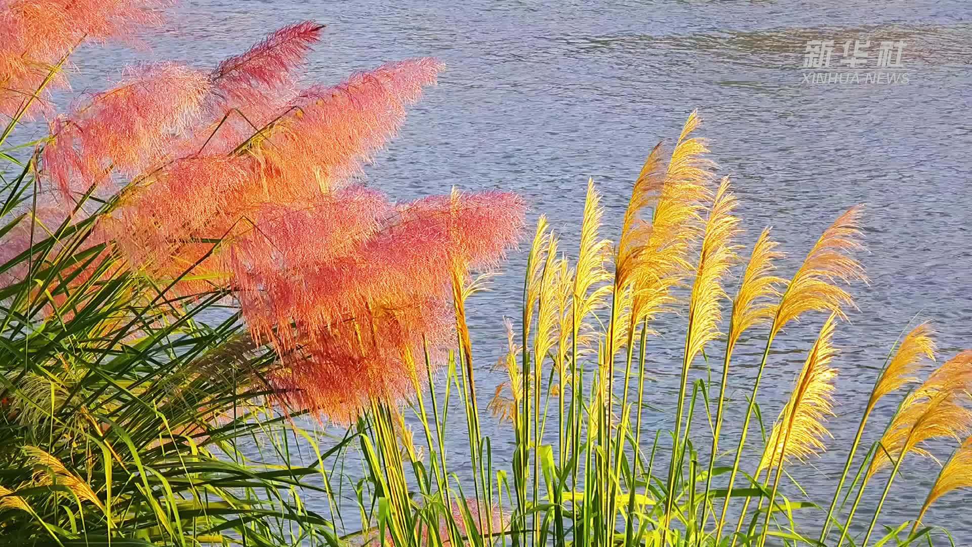 江西遂川：荻花舞秋风