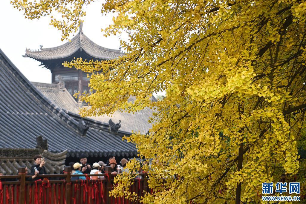 11月6日，游客在西安市长安区古观音禅寺内观赏千年银杏树。