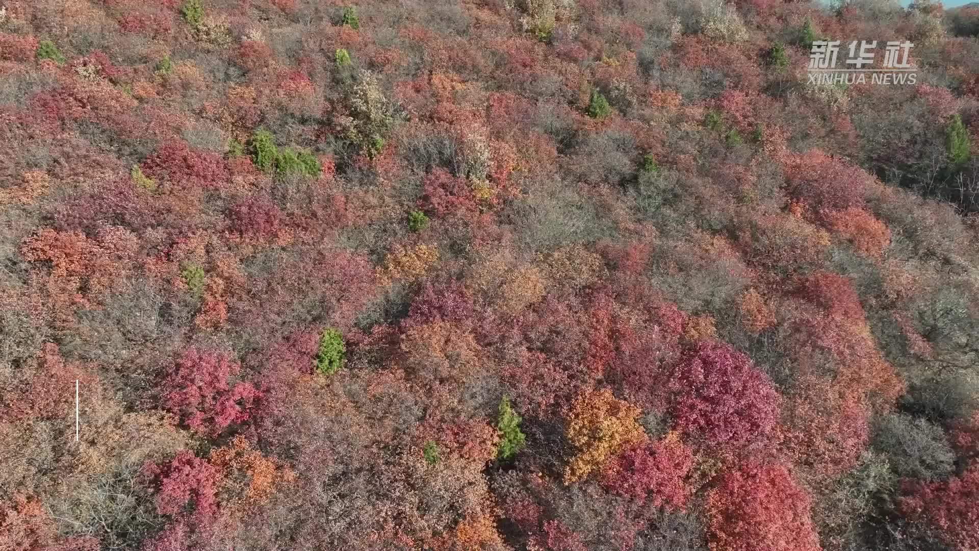 漫山秋叶 层林尽染