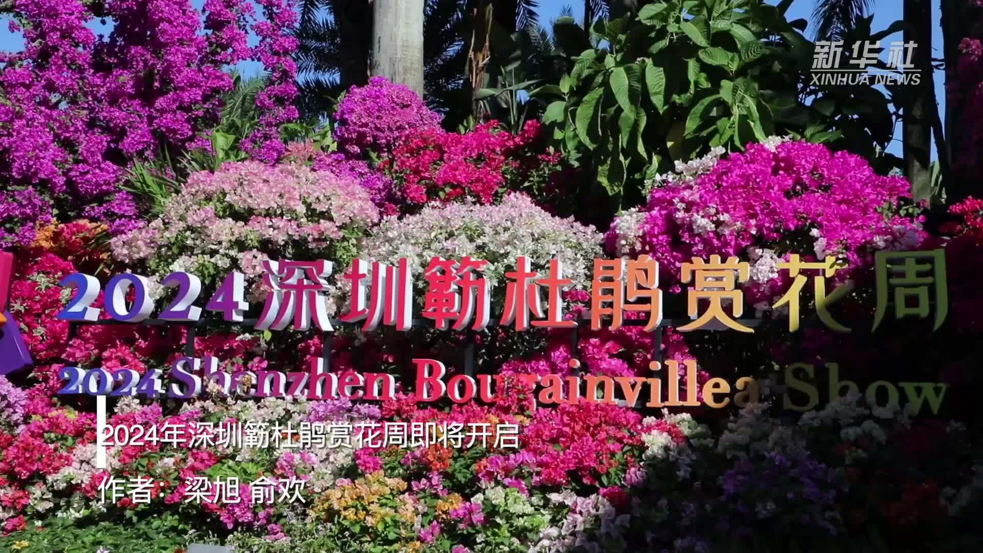 2024年深圳簕杜鹃赏花周即将开启