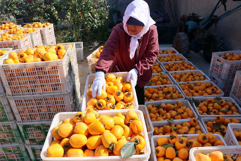 东港区大二岭村，刚收获的柿子装满果框。田文娟 摄